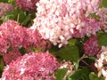 Hydrangea arborescens Invincibelle PALLOHORTENSIA vaal.pun.